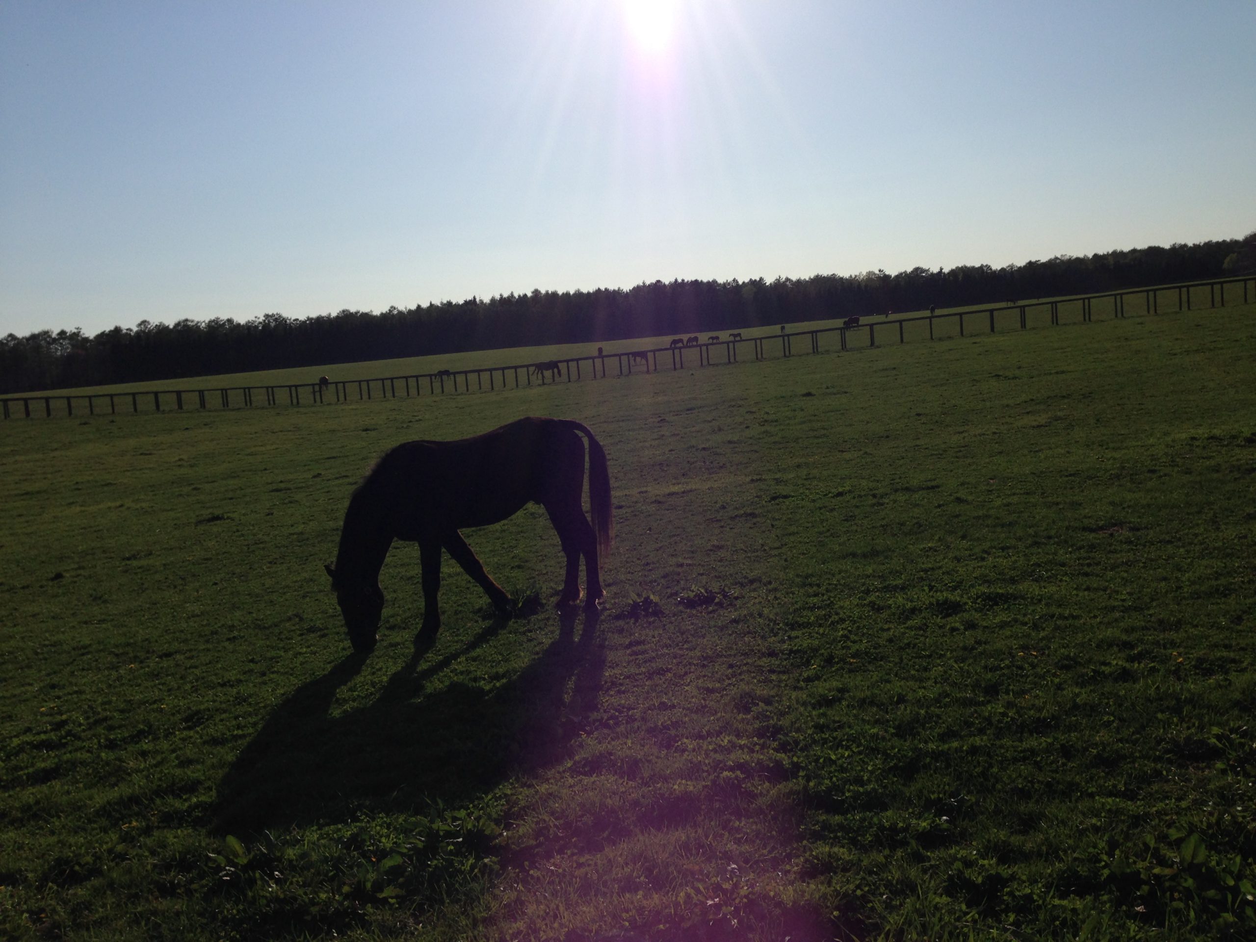 日と馬